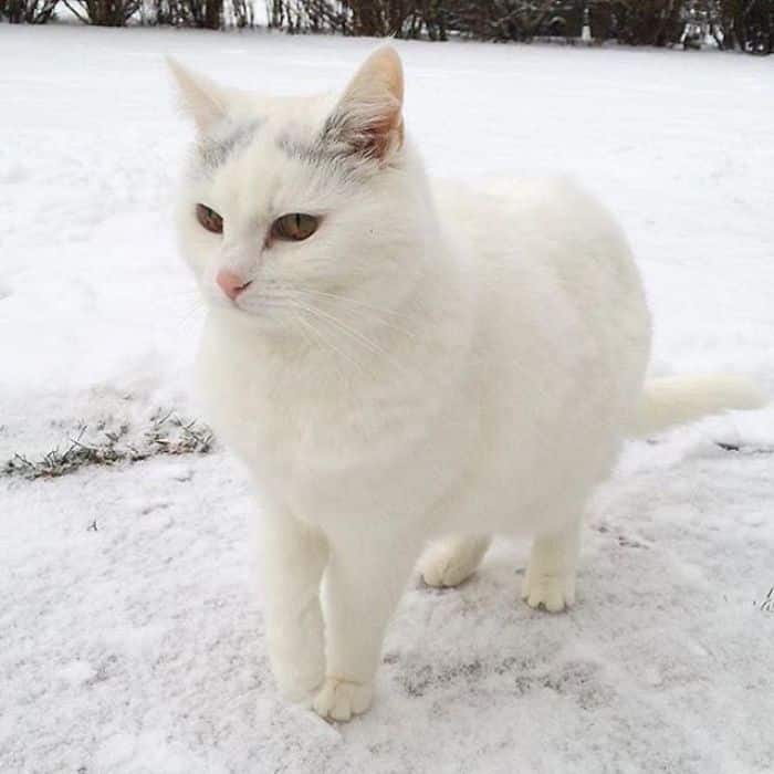 белая кошка на снегу