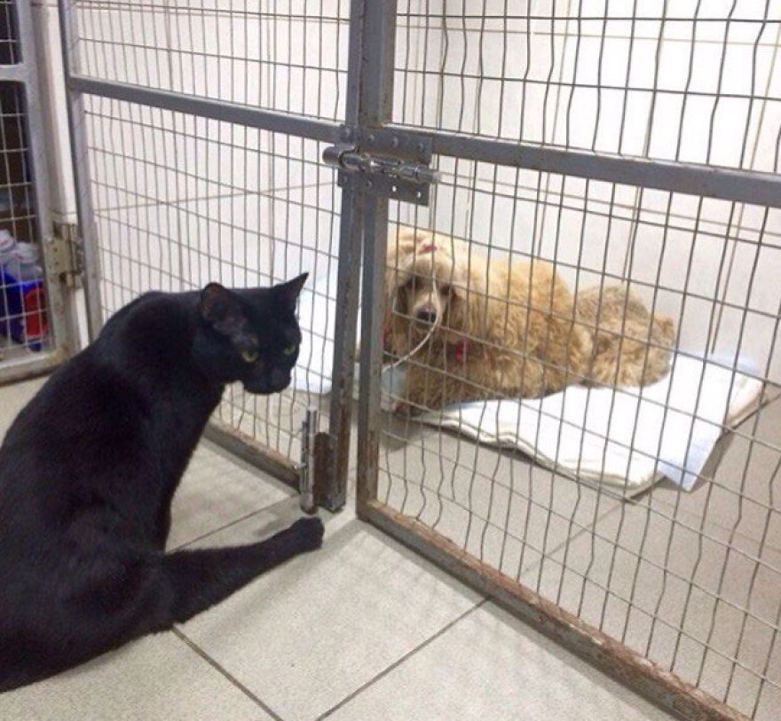 кот  и пес 