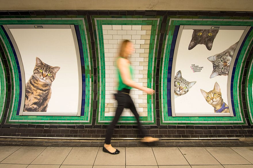 кошки в  метро