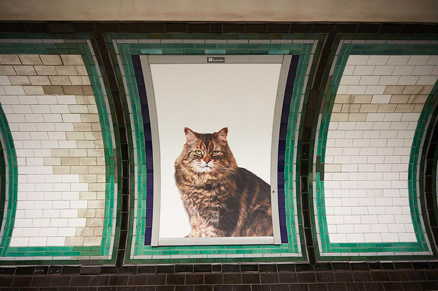 фотография кошки в метро