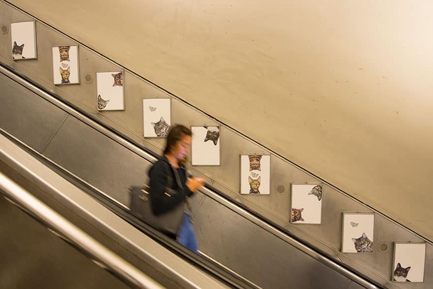 портреты кошек в метро