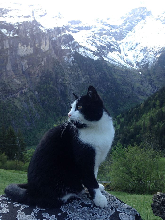 кот на фоне гор