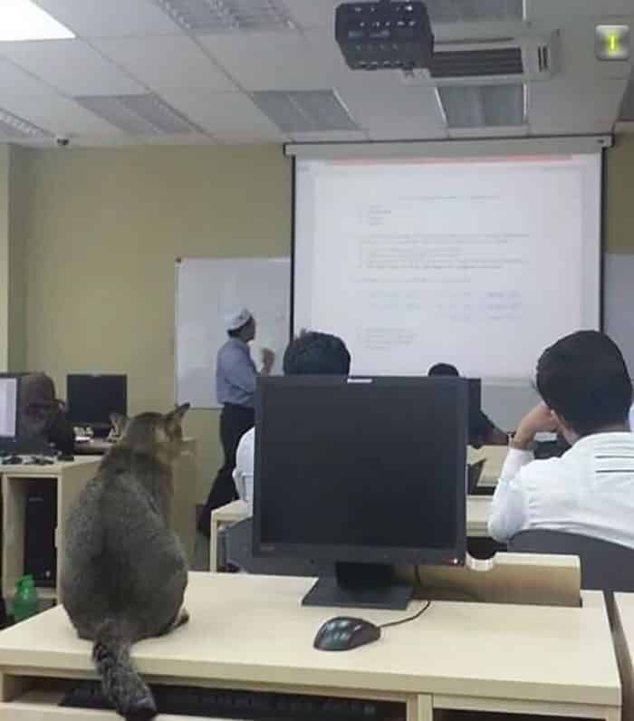 кот на лекции