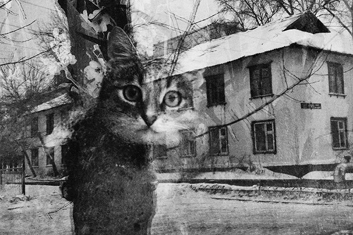 Бездомные кошки из проекта «Среди миров» Евгении Гор