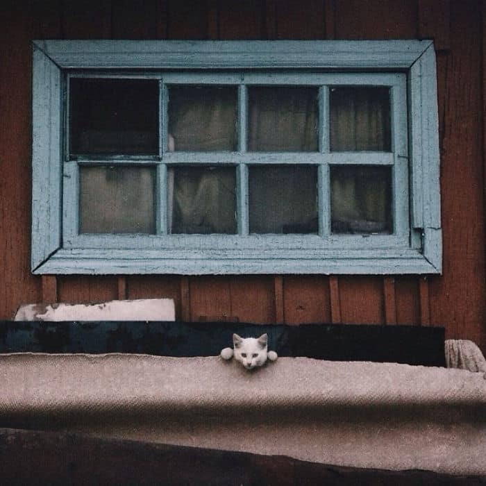 Бездомные кошки из проекта «Среди миров» Евгении Гор