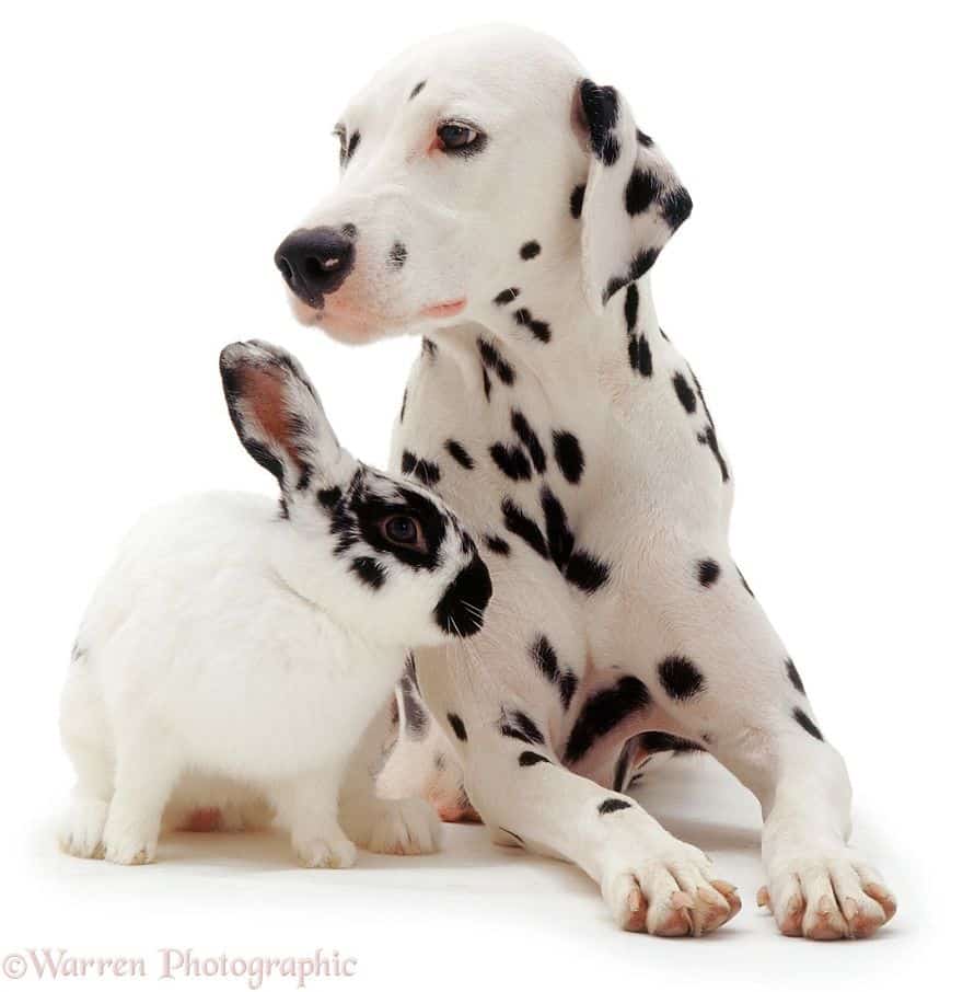 собака и кролик