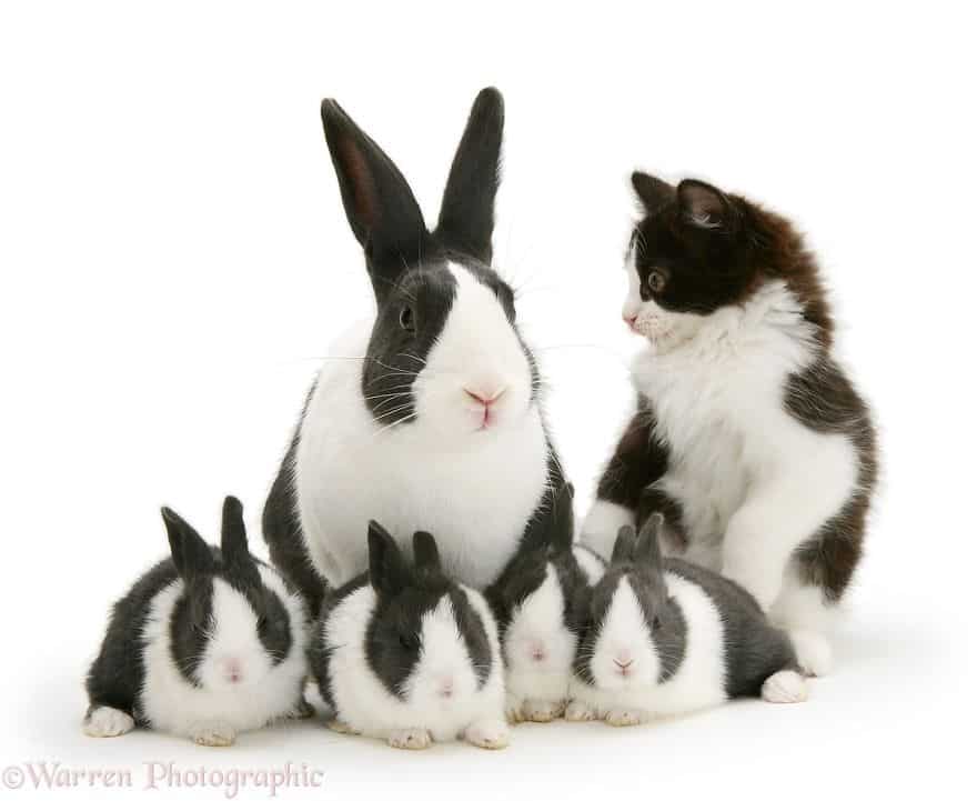 кот и кролики