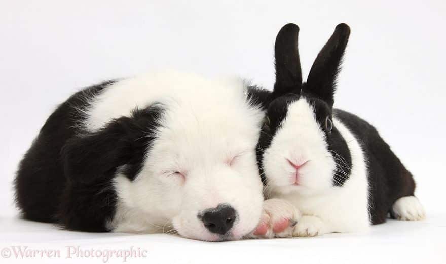 собака и кролик
