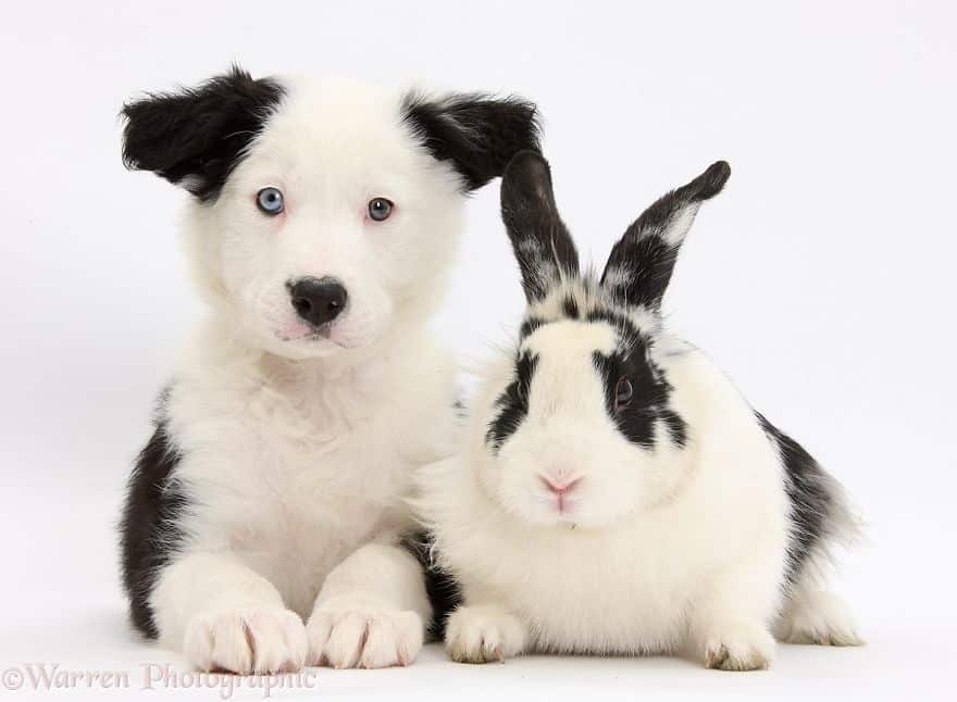 пёс и кролик