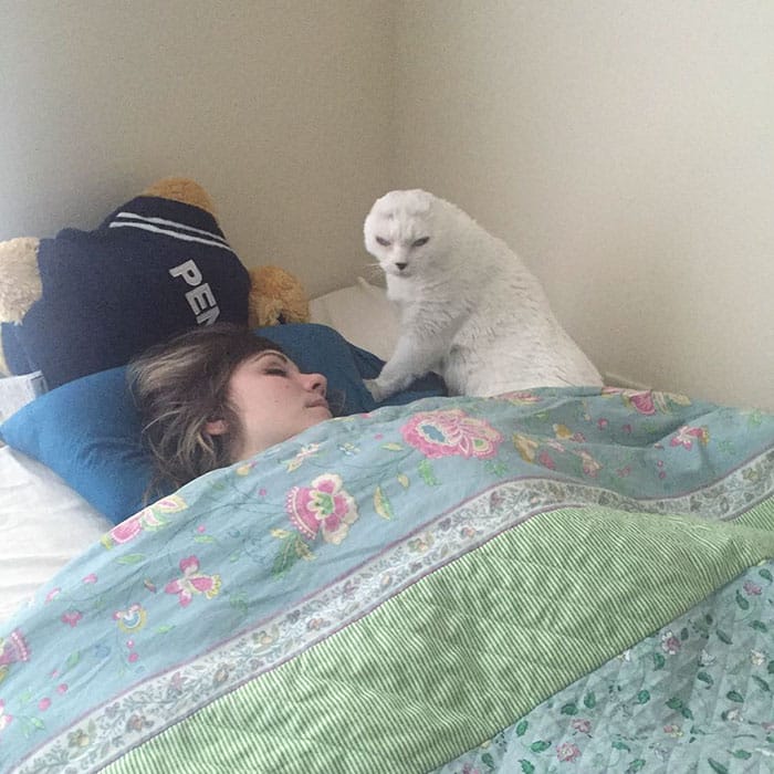 глухой кот на кровати своей хазяйки