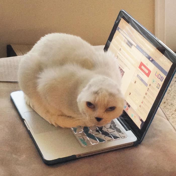 глухой кот сидит на ноутбуке