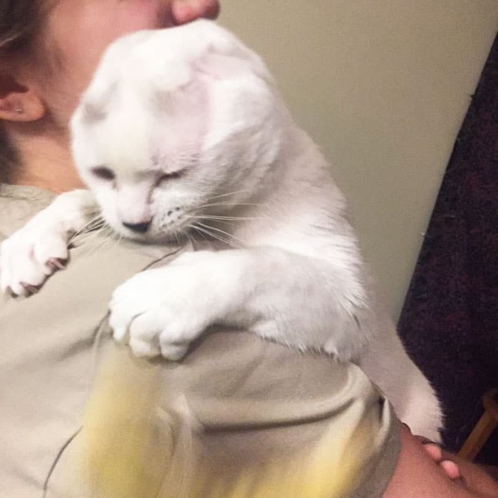 глухой кот на плече
