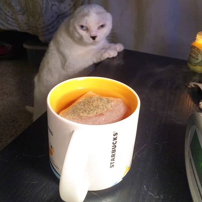 глухой кот смотрит на чашу чая