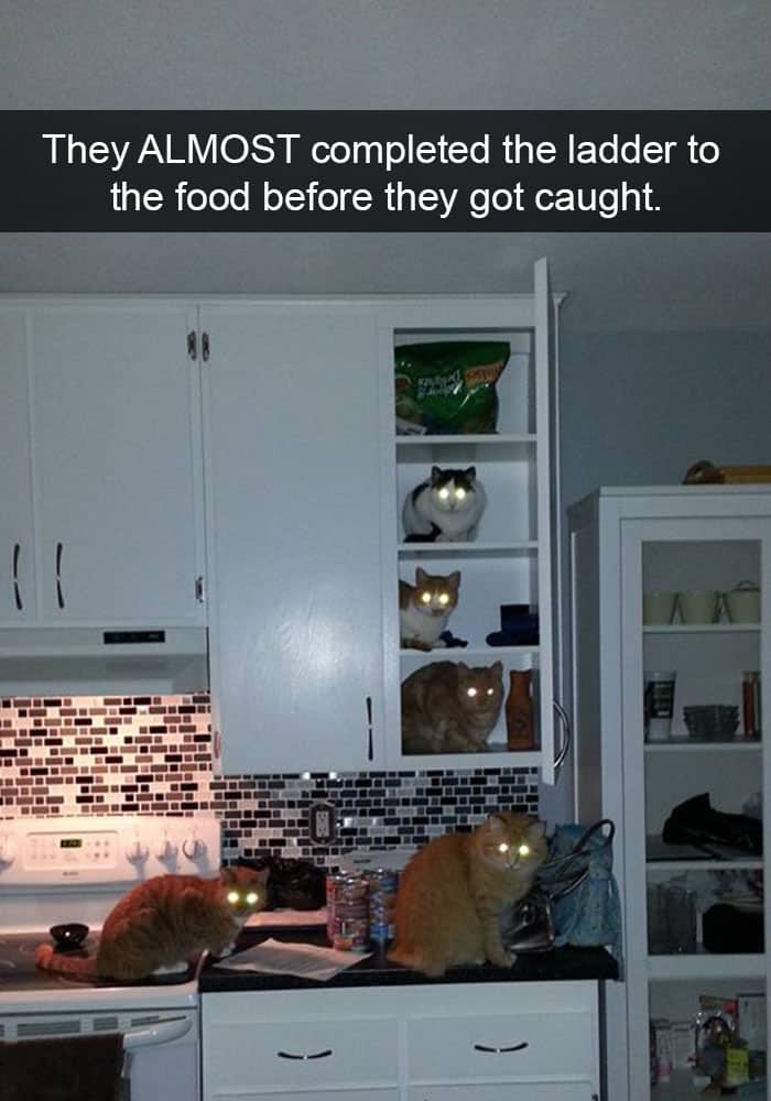 кот в шкафу