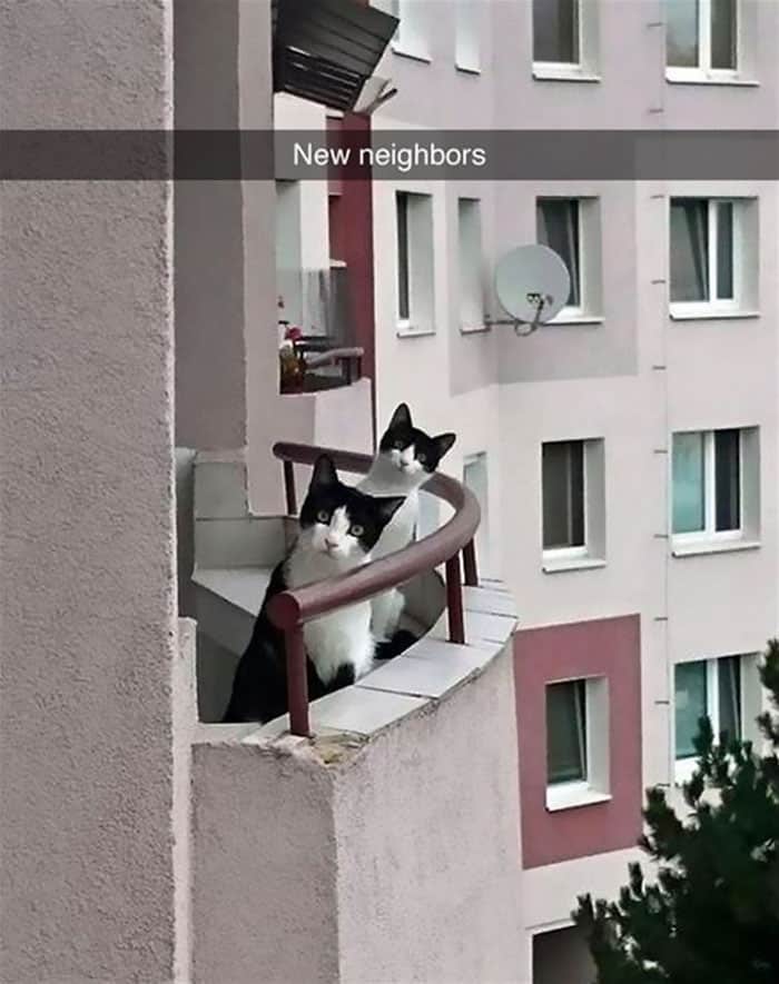 кот на балконе