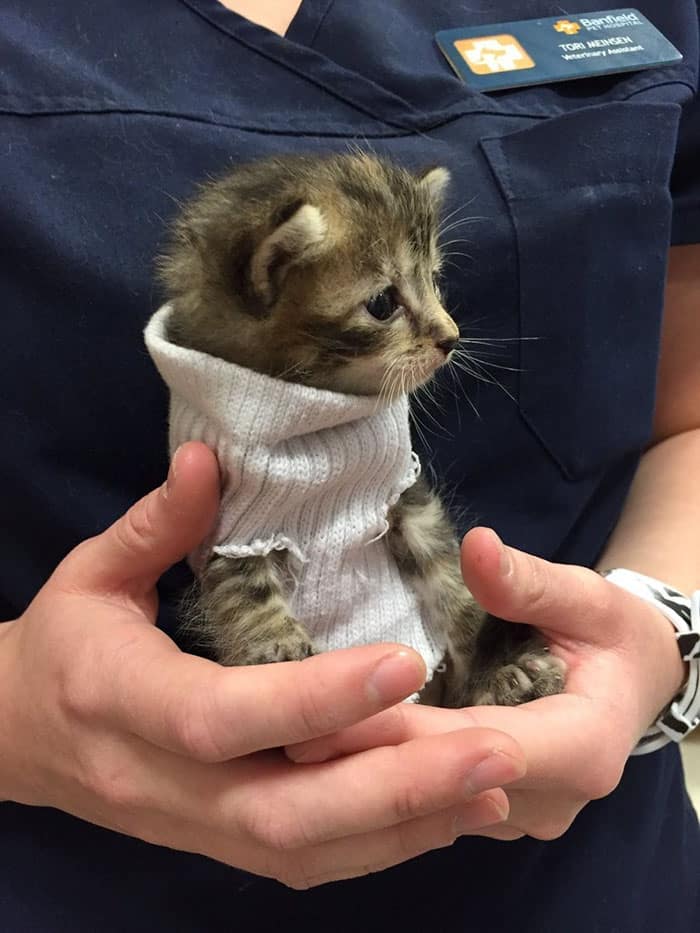 милый котик в свитере