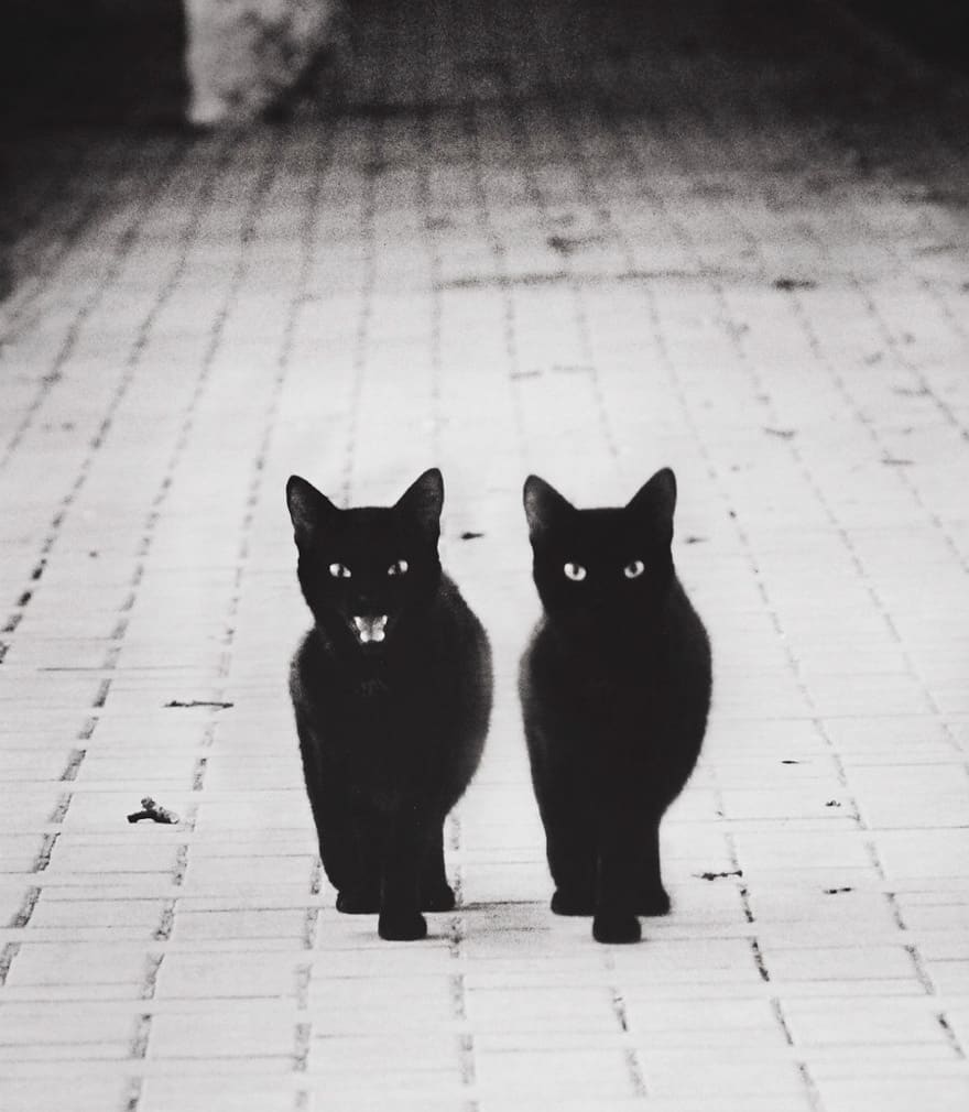 две черных кошки
