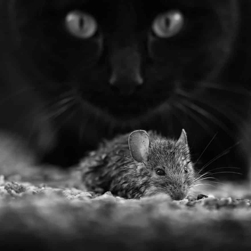 кошка и мышь