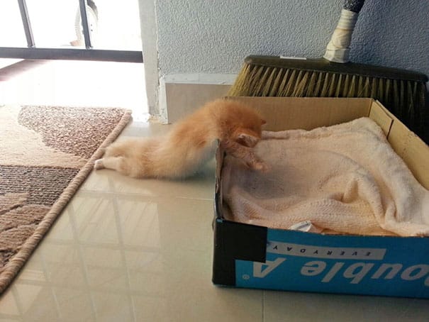 кошка у коробки
