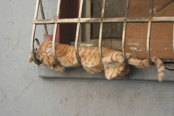кошка на решетке