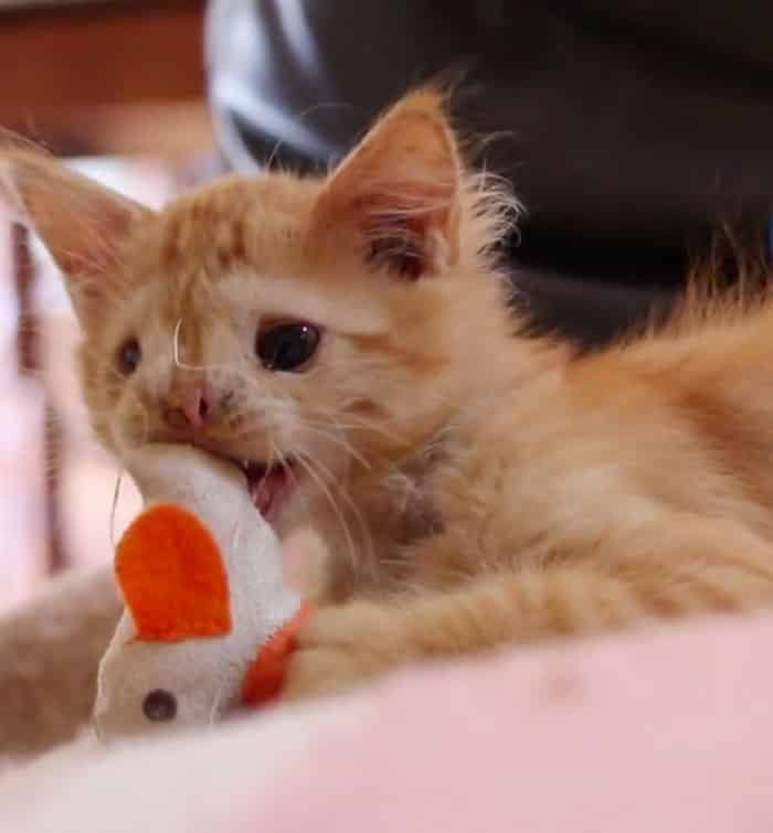 уродливый котик грызёт игрушку