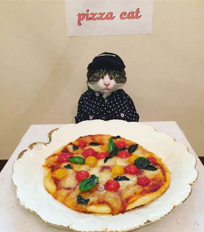 Pizza cat.