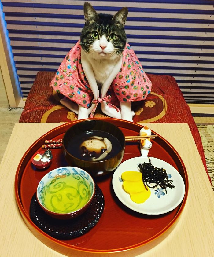 Кот и традиционная японская кухня, которой увлекается хозяйка Ри Мацуи.