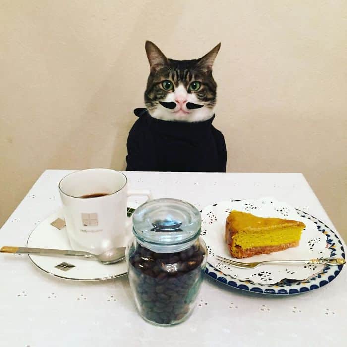 Котенок Маро и утренний кофе с кусочком пирога. 