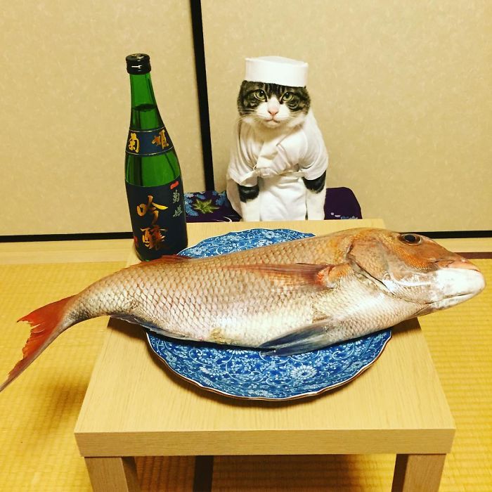 Контраст: кот и рыба.