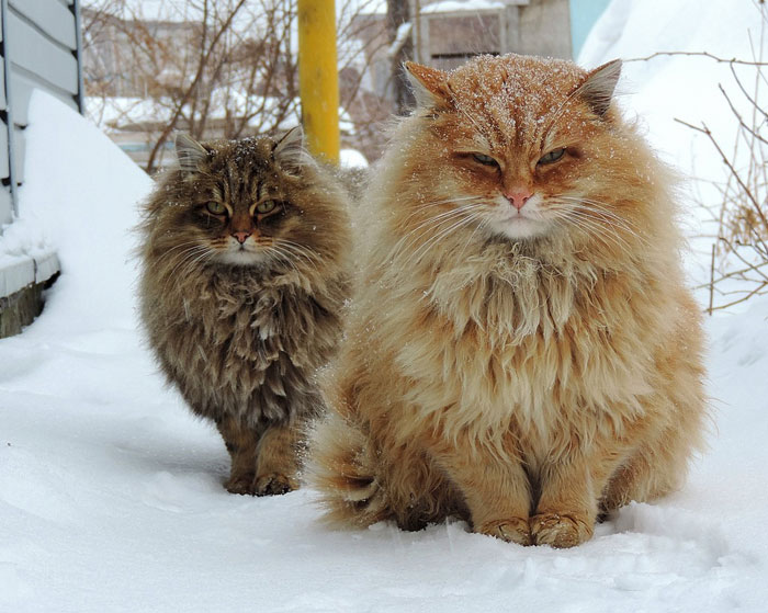 коты на снегу