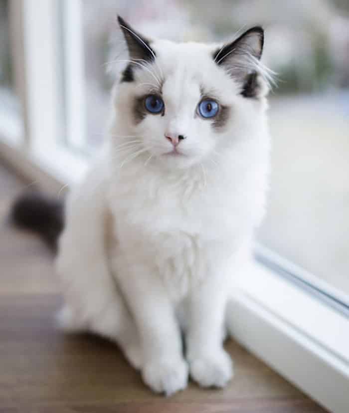 красивая белая кошка