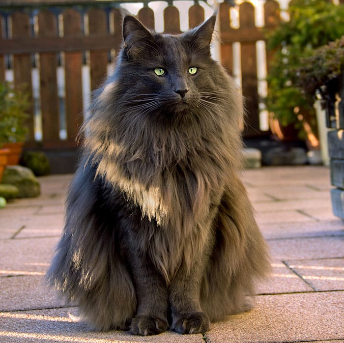 мохнатая чёрная кошка
