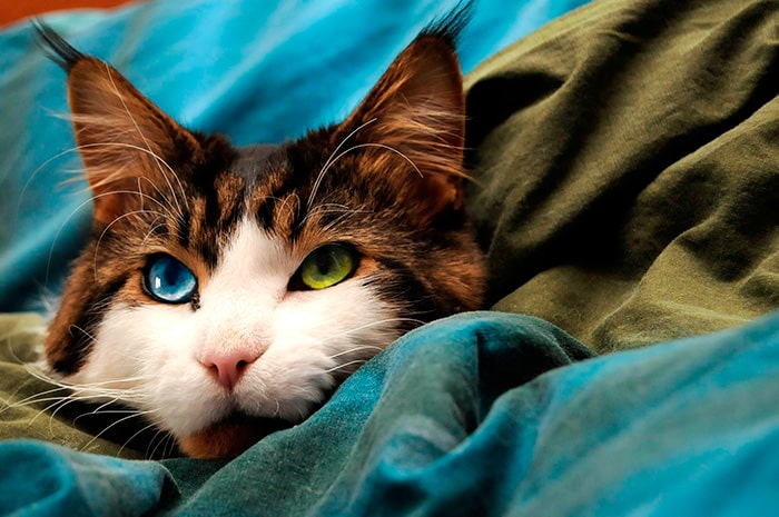 кот с разными глазами