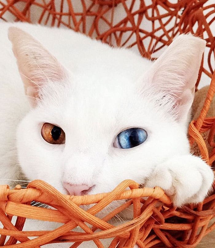 кошка с разными глазами