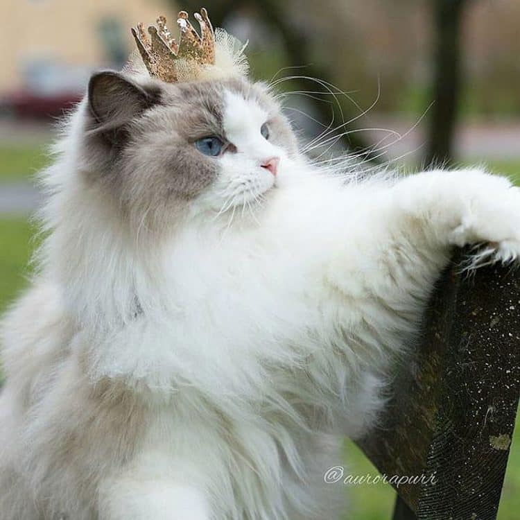 Королева кошек