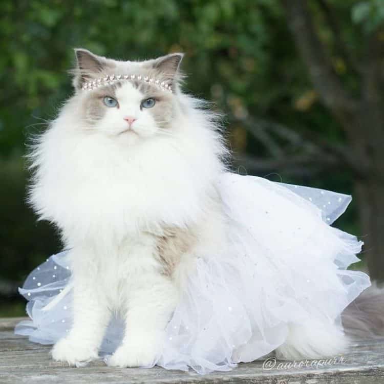 Самая красивая кошка в платье