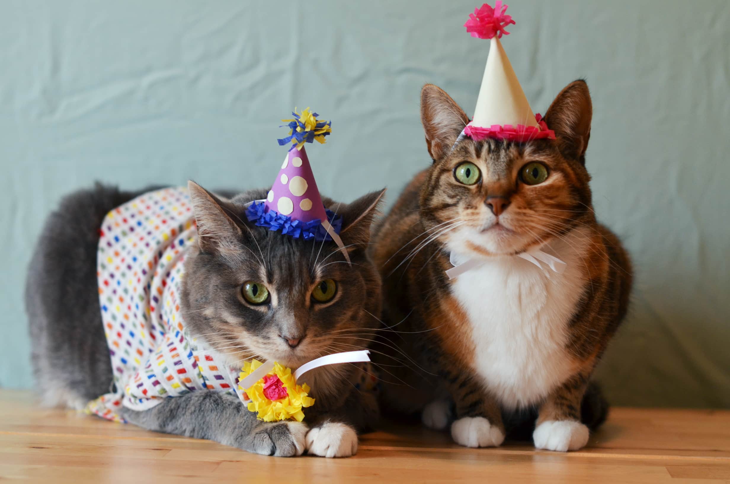 Поздравление кошечки. С днем рождения кошки. Кошка в колпаке. С днём рождения с котиками. Кошка в праздничном колпаке.