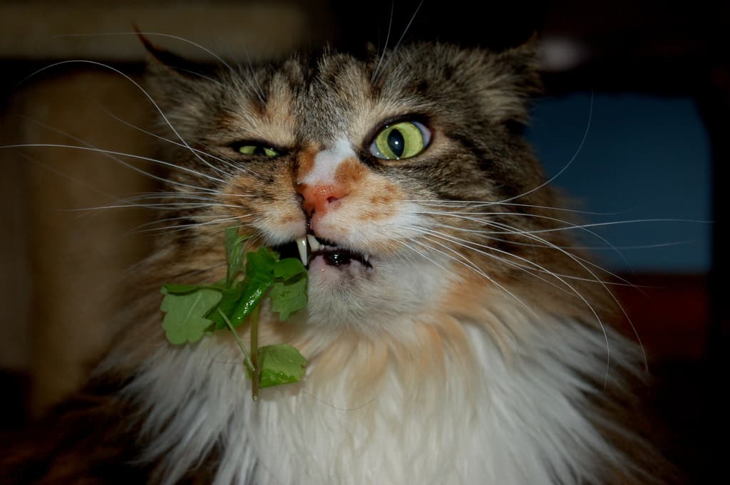 Фото кота с марихуаной продаже конопли