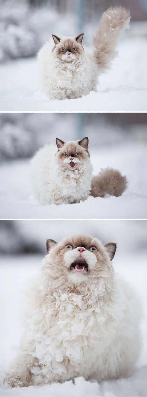 Снег!Кот увидел снег!