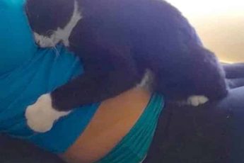 Кот на беременной девушке