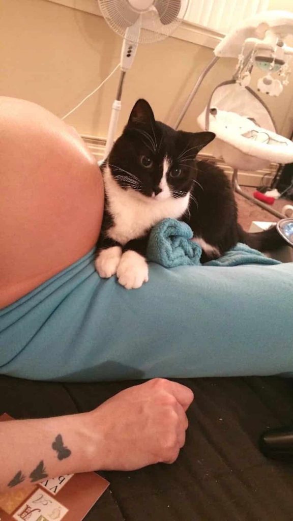 Кот ждёт малыша