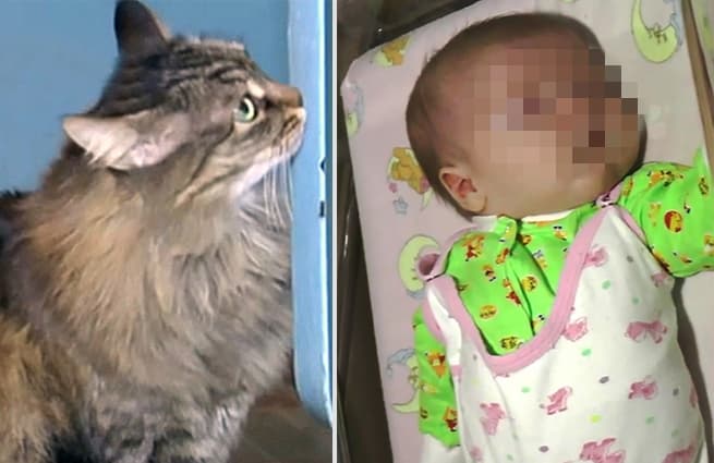 Кошка спасла младенца