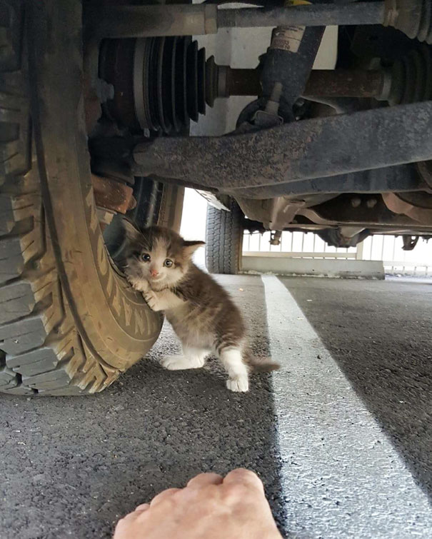 Котенок под грузовиком