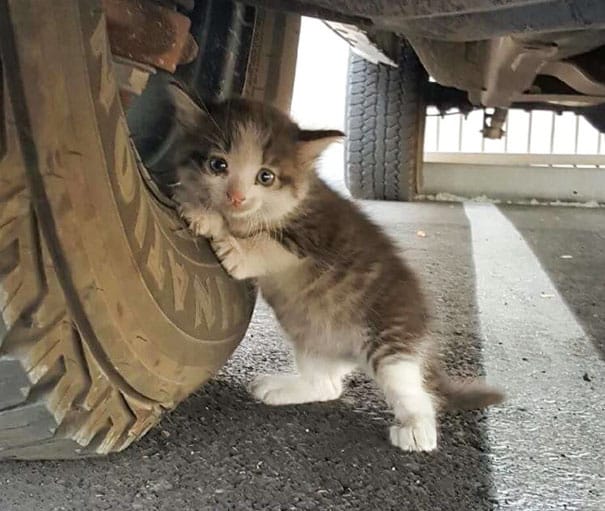 Котенок под грузовиком