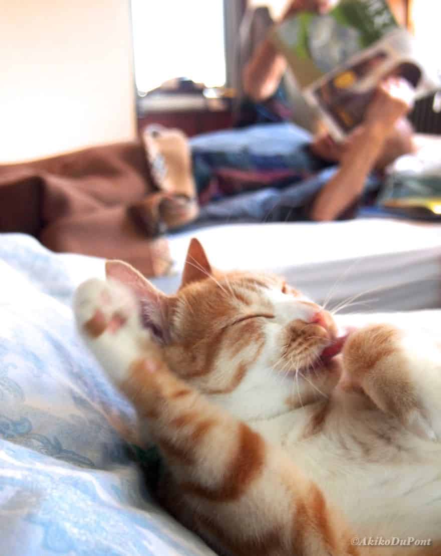 Кот и дедушка Джиджи - общий сон