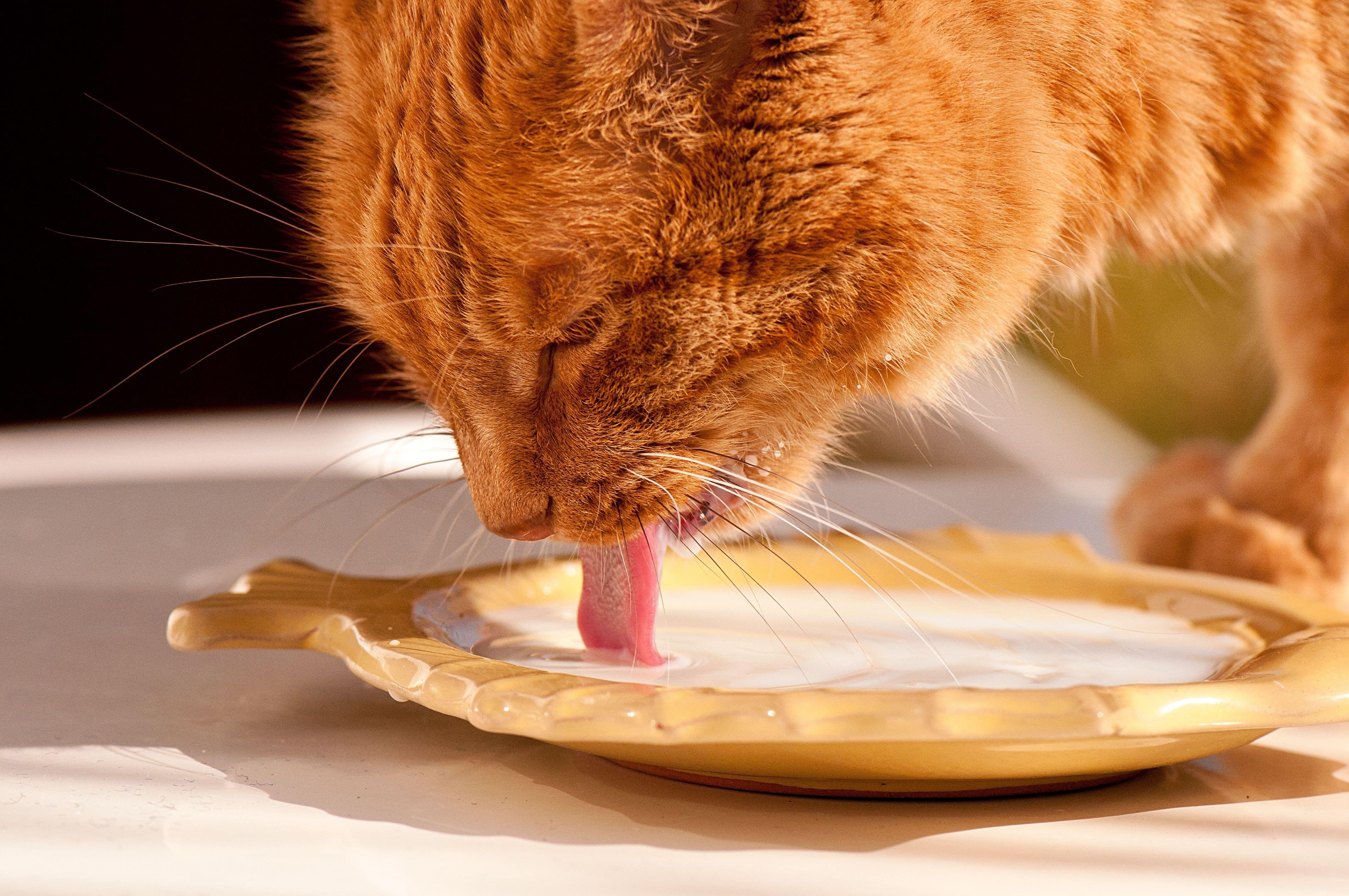 Кошки во время еды. Кошка лакает молоко. Рыжий кот. Рыжий кот ест из миски. Кот кушает.