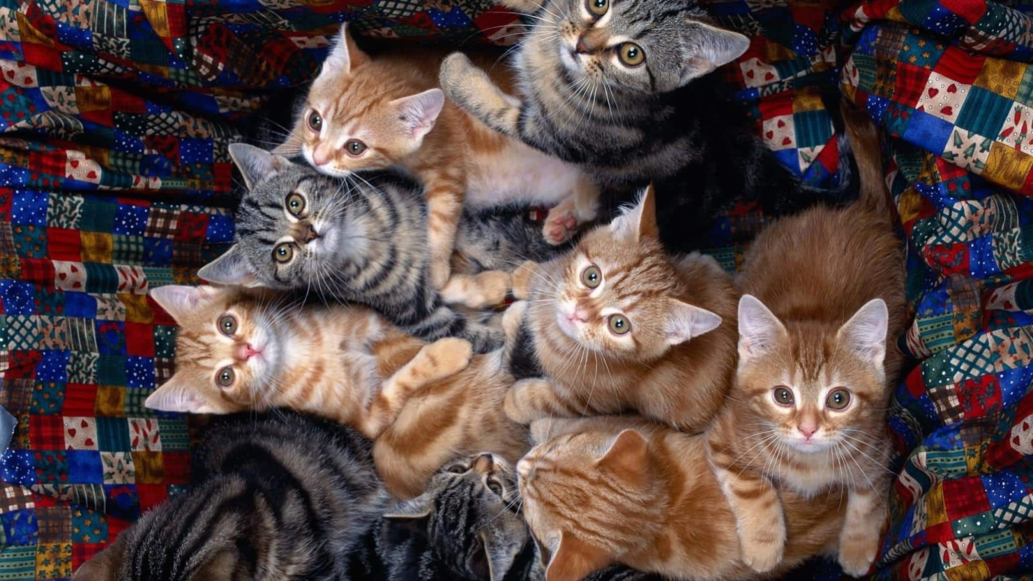 8 котят у кошки. Много кошек. Много котов. Много котят. Очень много котят.