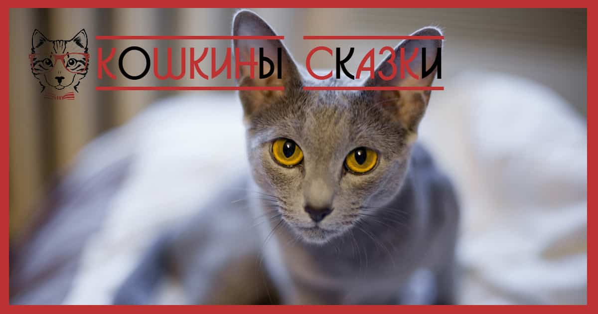 Видимо кошки