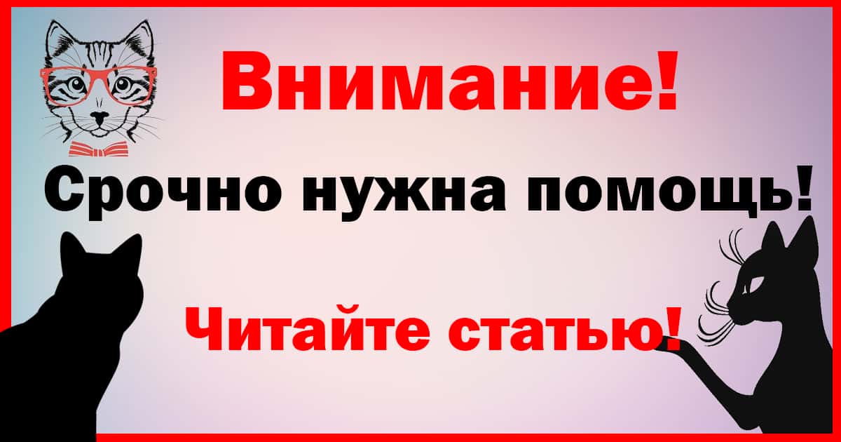 Срочно надо. Помогите кошкам. Котятам нужна помощь. Помогите спасти жизнь кошечке. Помощь котикам.