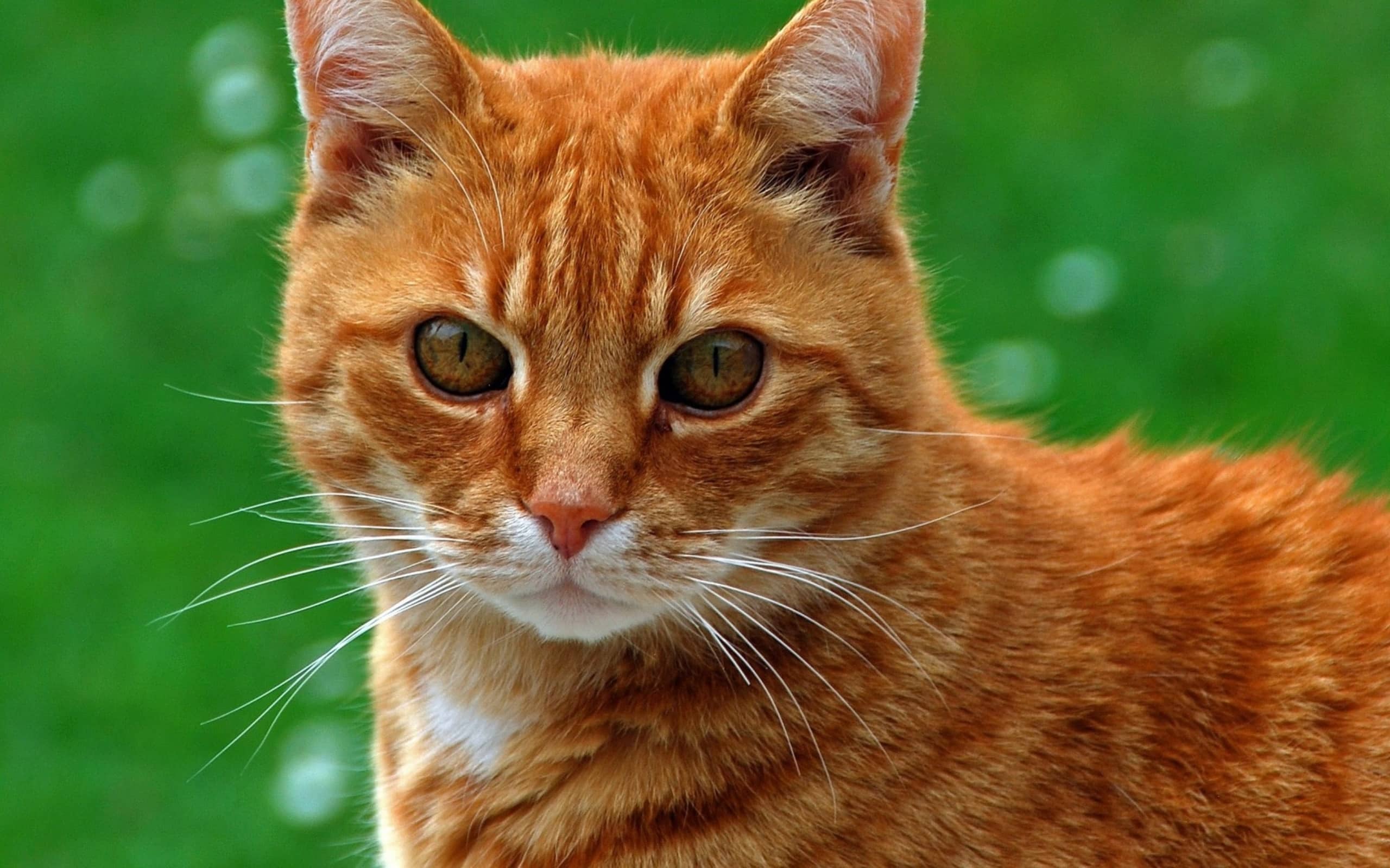Рыжий кот с рыжими глазами без смс